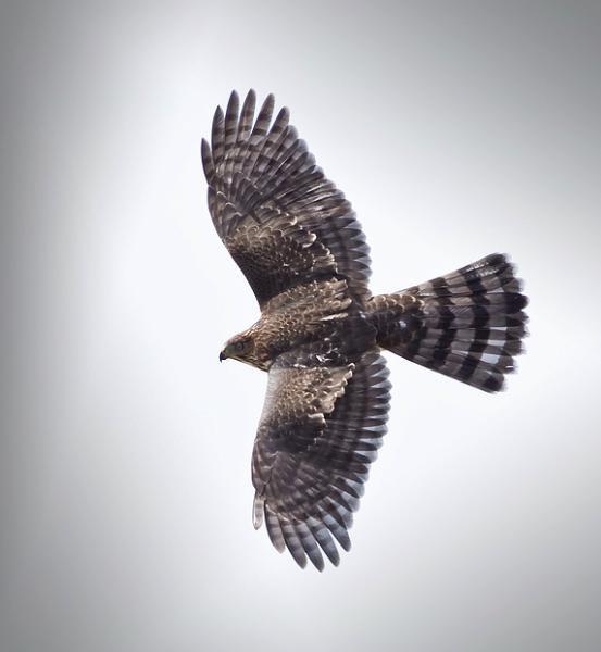 Photo of Accipiter cooperii by Tom Munson